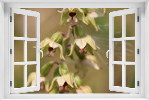 Fototapeta Naklejka Na Ścianę Okno 3D - Wild orchids