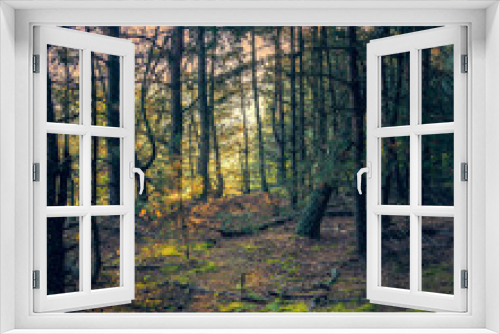 Fototapeta Naklejka Na Ścianę Okno 3D - Autumn woods