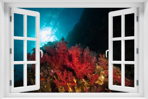 Fototapeta Naklejka Na Ścianę Okno 3D - Dendronephthya hemprichi is a common soft coral found from Red Sea to Western Pacific