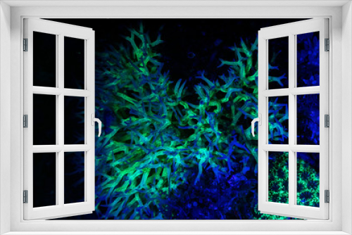 Fototapeta Naklejka Na Ścianę Okno 3D - Fluorescence in marine life, Seabed in ultraviolet light