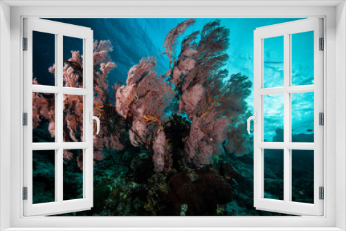 Fototapeta Naklejka Na Ścianę Okno 3D - Coral fan on a rock