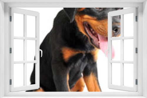 Fototapeta Naklejka Na Ścianę Okno 3D - chiot rottweiler