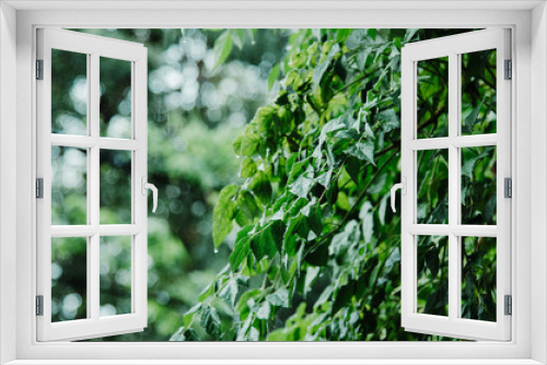 Fototapeta Naklejka Na Ścianę Okno 3D - Green Leaves of Bush for Background, Natural Background Wallpaper