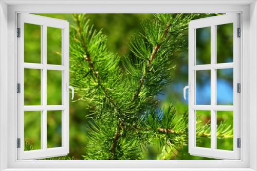 Fototapeta Naklejka Na Ścianę Okno 3D - close-up of young green fir against the sky