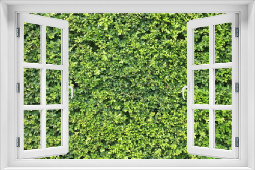 Fototapeta Naklejka Na Ścianę Okno 3D - Green trimmed hedge wall for environment and garden design background purpose