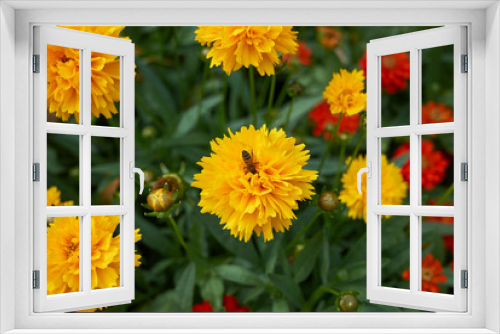 Fototapeta Naklejka Na Ścianę Okno 3D - Coreopsis grandiflora