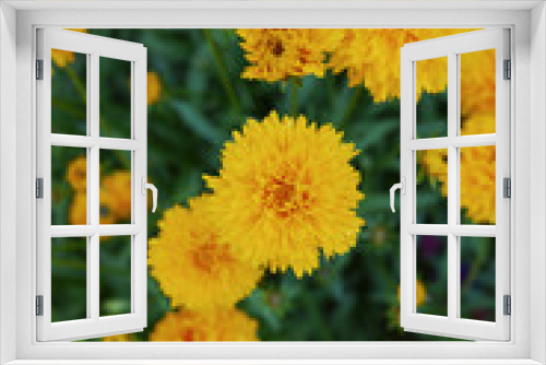 Fototapeta Naklejka Na Ścianę Okno 3D - Coreopsis grandiflora