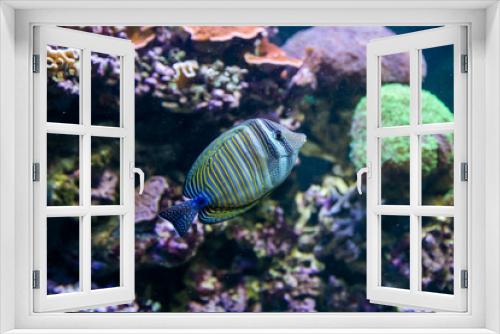 Fototapeta Naklejka Na Ścianę Okno 3D - Blue Tang Surgeon Fish - Paracanthurus hepatus. Wonderful and beautiful underwater world with corals and tropical fish.