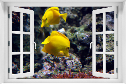 Fototapeta Naklejka Na Ścianę Okno 3D - Gelbe Segelflossendoktor (Zebrasoma flavescens), Gelber Segeldoktorfisch