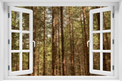 Fototapeta Naklejka Na Ścianę Okno 3D - tall trees in woodland forest natural environment 