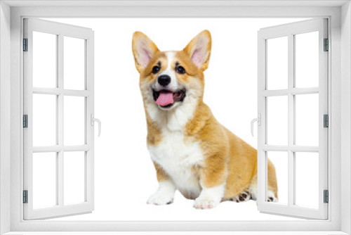 Fototapeta Naklejka Na Ścianę Okno 3D - cute welsh corgi puppy smiles