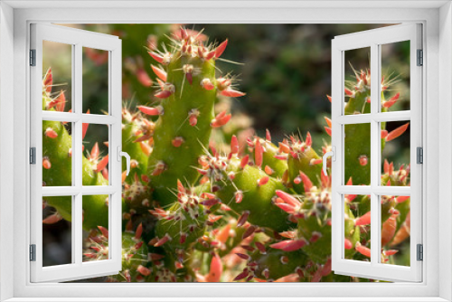 Fototapeta Naklejka Na Ścianę Okno 3D - Kaktuspflanzen