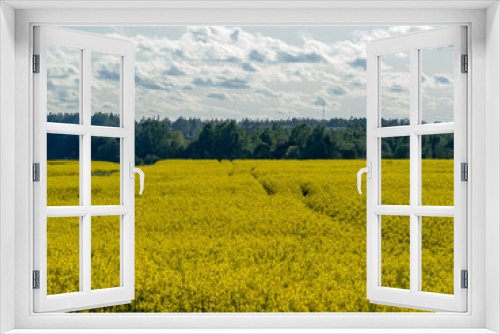 Fototapeta Naklejka Na Ścianę Okno 3D - yellow rape field 