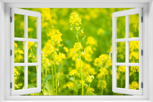 Fototapeta Naklejka Na Ścianę Okno 3D - bee collecting honey from mustard flowers in blooming yellow field