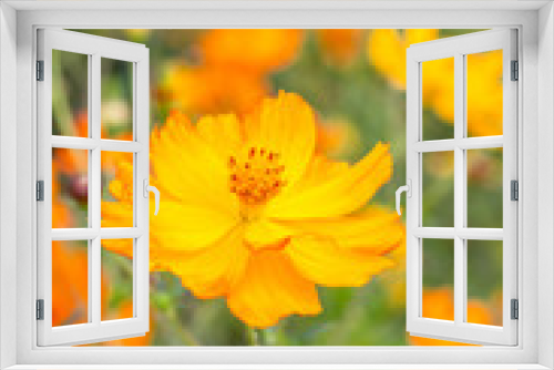 Fototapeta Naklejka Na Ścianę Okno 3D - Outdoor spring blooming yellow orange yellow autumn flowers,Cosmos sulphureus Cav.