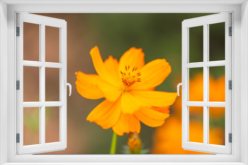 Fototapeta Naklejka Na Ścianę Okno 3D - Outdoor spring blooming yellow orange yellow autumn flowers,Cosmos sulphureus Cav.