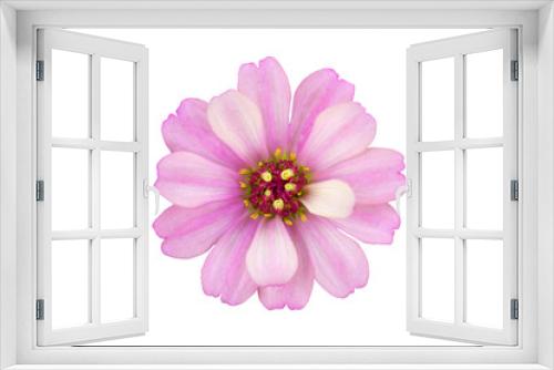 Fototapeta Naklejka Na Ścianę Okno 3D - Zinnia flower close up isolated on white background
