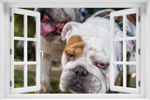 Fototapeta Naklejka Na Ścianę Okno 3D - brown and white english bulldog