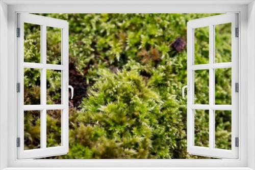 Fototapeta Naklejka Na Ścianę Okno 3D - Hypnum Moss Growing in Winter