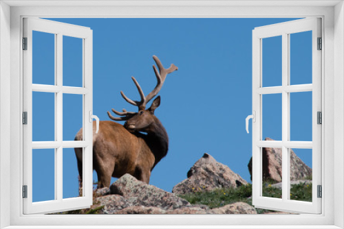 Fototapeta Naklejka Na Ścianę Okno 3D - Elk scratching