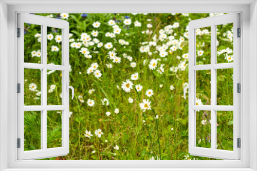 Fototapeta Naklejka Na Ścianę Okno 3D - Garden flowers. Beautiful natural background flowers.
