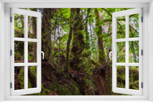Fototapeta Naklejka Na Ścianę Okno 3D - View at Mountain Trail in British Columbia, Canada. Forest Background.