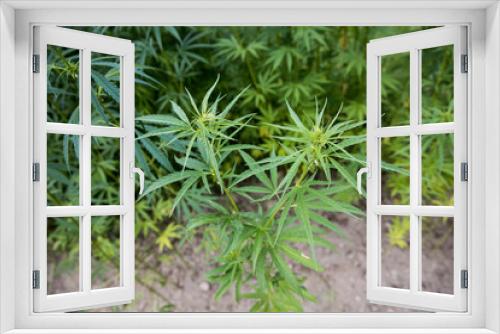 Fototapeta Naklejka Na Ścianę Okno 3D - Hemp cannabis plant stock photo
