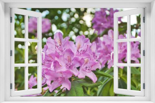 Fototapeta Naklejka Na Ścianę Okno 3D - Rhododendron Blüte 