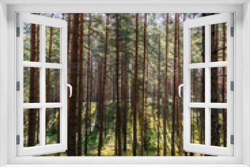 Fototapeta Naklejka Na Ścianę Okno 3D - Beautiful Pine Forest on a Sunny Day in Summer