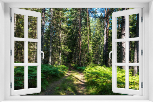 Fototapeta Naklejka Na Ścianę Okno 3D - Beautiful Pine Forest on a Sunny Day in Summer