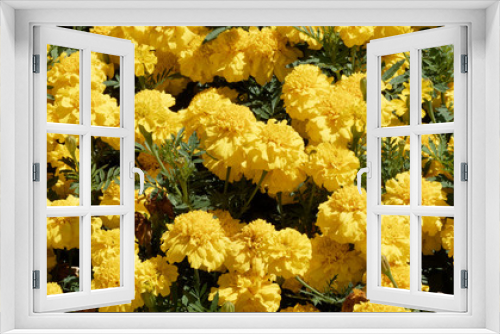 Fototapeta Naklejka Na Ścianę Okno 3D - Flowerbed of Mexican marigold or Aztec marigold | Tagetes erecta 