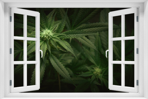 Fototapeta Naklejka Na Ścianę Okno 3D - cannabis leaves and buds background