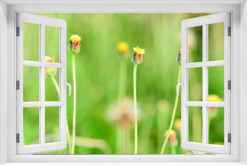 Fototapeta Naklejka Na Ścianę Okno 3D - Closeup and Selective Focus Yellow Grass in the nature.