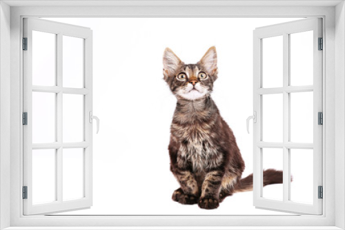 Fototapeta Naklejka Na Ścianę Okno 3D - Portrait of cute tabby cat with green eyes isolated on white background. Soft fluffy purebred straight-eared short hair kitty. Copy space, close up. Adorable domestic pet concept.