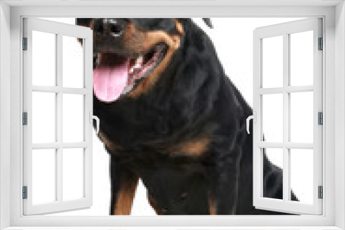 Fototapeta Naklejka Na Ścianę Okno 3D - Rottweiler dog sitting