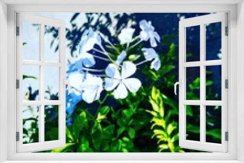 Fototapeta Naklejka Na Ścianę Okno 3D - flower, white