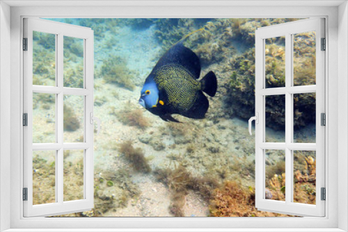 Fototapeta Naklejka Na Ścianę Okno 3D - French Angelfish swimming in the ocean.