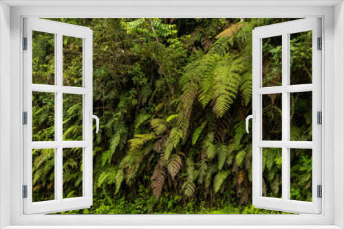 Fototapeta Naklejka Na Ścianę Okno 3D - Fern plants in nature
