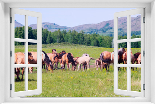 Fototapeta Naklejka Na Ścianę Okno 3D - Herd of horses is grazing