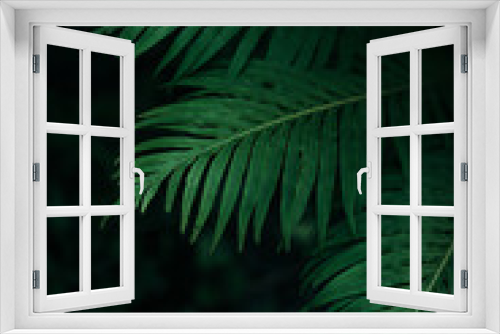 Fototapeta Naklejka Na Ścianę Okno 3D - Green palm leaves with dark forest background