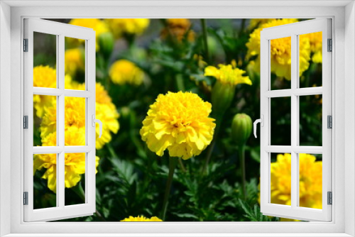 Fototapeta Naklejka Na Ścianę Okno 3D - Beautiful marigold flowers with bright green leaves in the sun rise