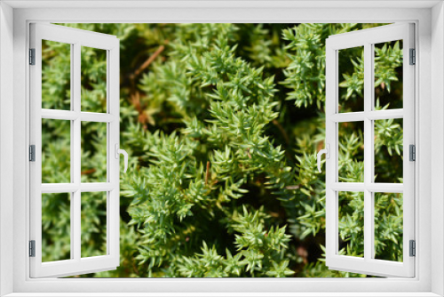Fototapeta Naklejka Na Ścianę Okno 3D - Japanese garden juniper