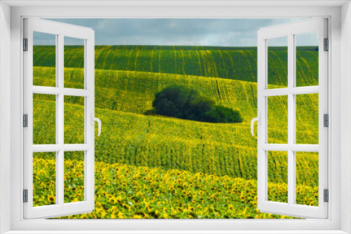Fototapeta Naklejka Na Ścianę Okno 3D - Panoramic view of a field of sunflowers