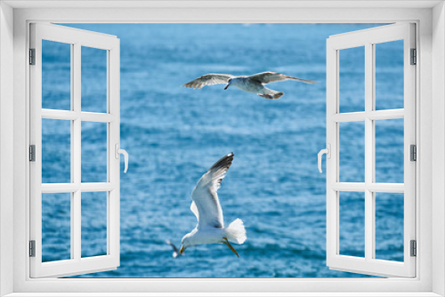 Fototapeta Naklejka Na Ścianę Okno 3D - Beautiful seagull flying in the air
