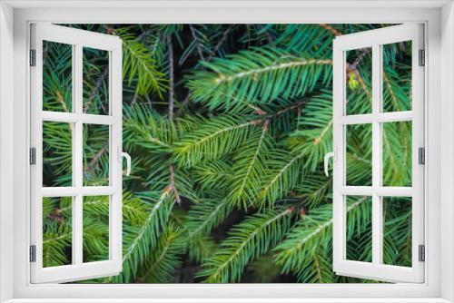 Fototapeta Naklejka Na Ścianę Okno 3D - green fir tree branches