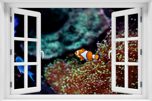Fototapeta Naklejka Na Ścianę Okno 3D - anemonefish in aquarium