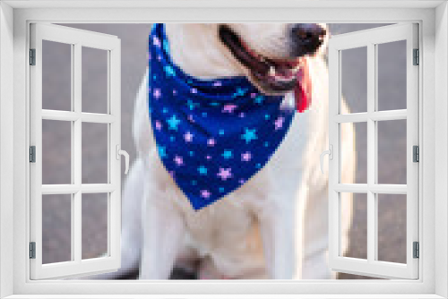 Fototapeta Naklejka Na Ścianę Okno 3D - dog animals white labrador in blue arafatka stars in the meadow