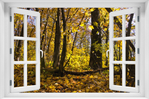 Fototapeta Naklejka Na Ścianę Okno 3D - Autumn forest on a bright sunny day