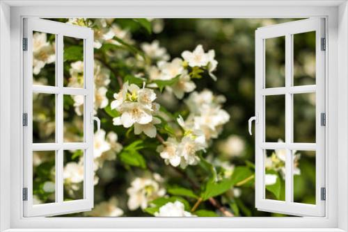Fototapeta Naklejka Na Ścianę Okno 3D - Jasmine blooms in the garden in sunny day. fragrant white jasmine blooms on bush in summer.