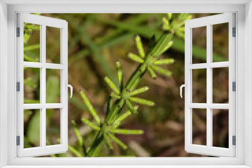 Fototapeta Naklejka Na Ścianę Okno 3D - Junger Schachtelhalm im Frühling, Equisetum fluviatile